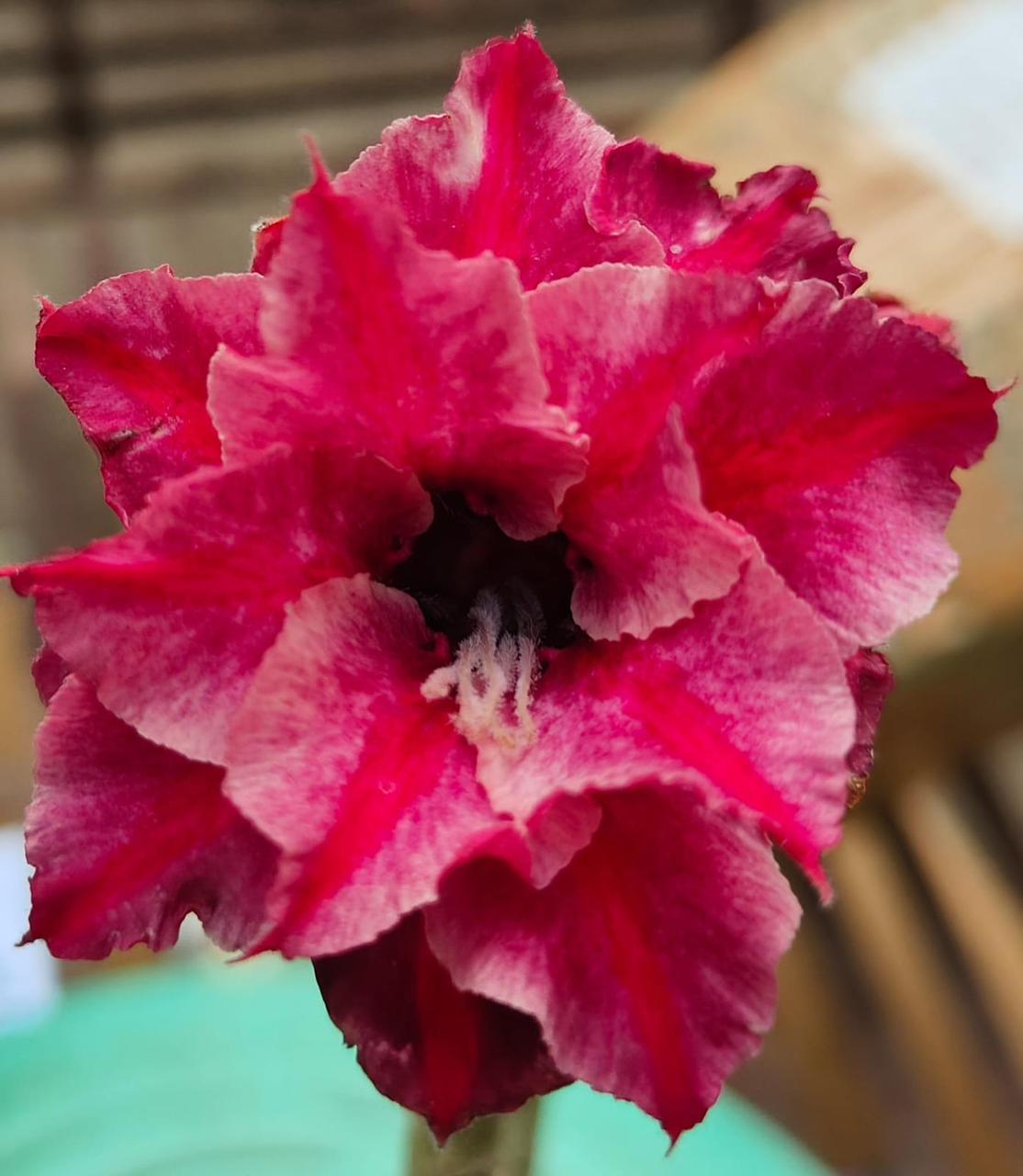 EXPERT GRAFTED - ORRA