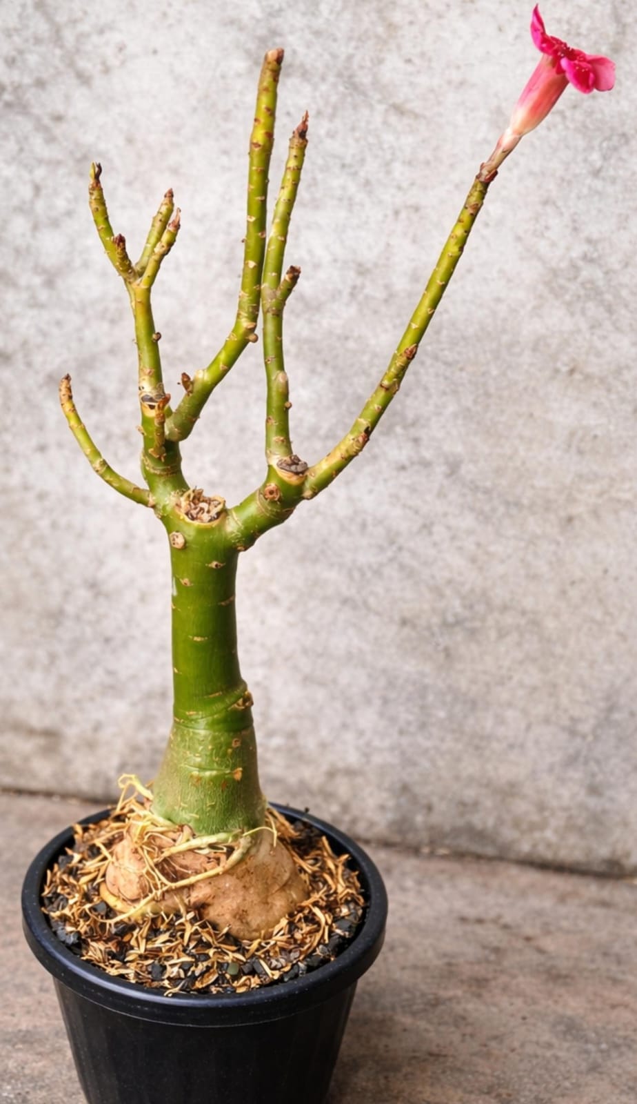 Grafted Plant 03 - ORRA