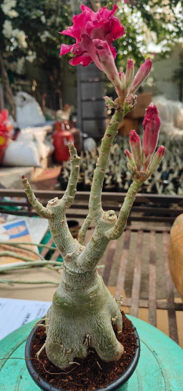 EXPERT GRAFTED - ORRA