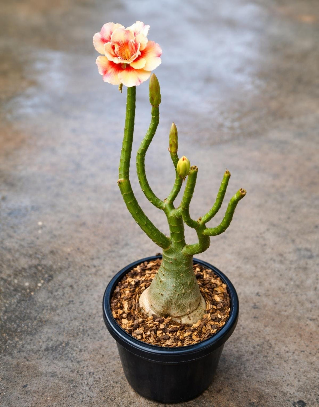 Grafted Plant 01 - ORRA