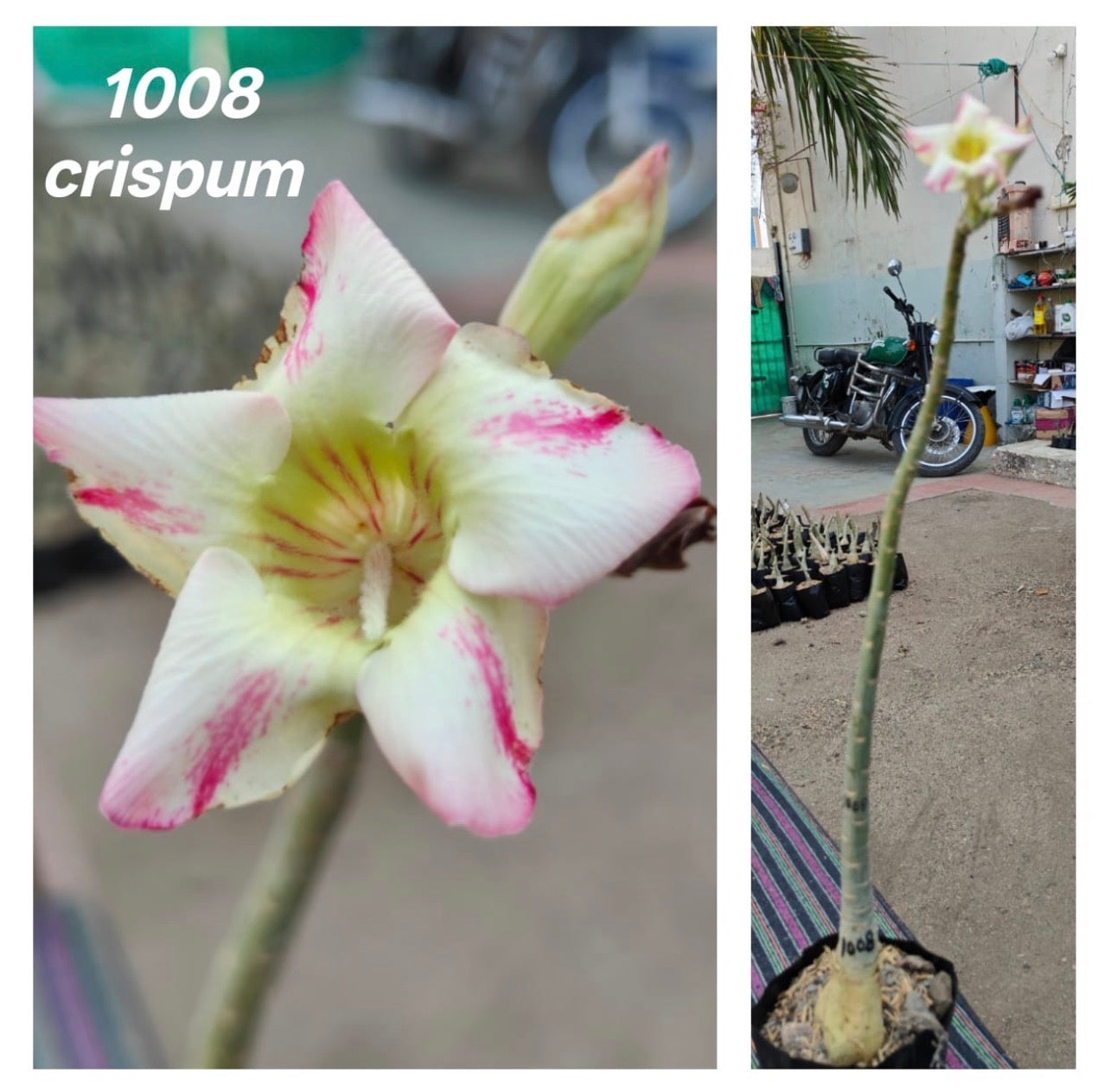 1008 - ORRA Signature Crispum