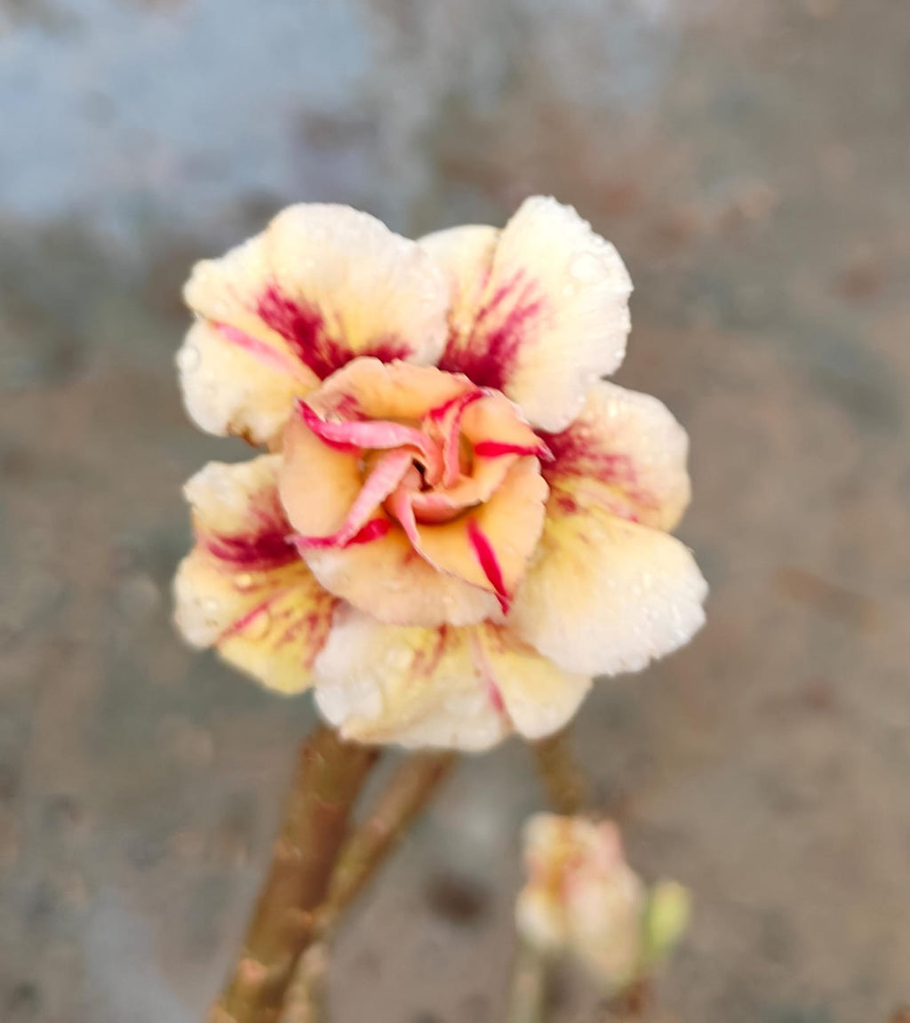 Grafted Plant 01 - ORRA