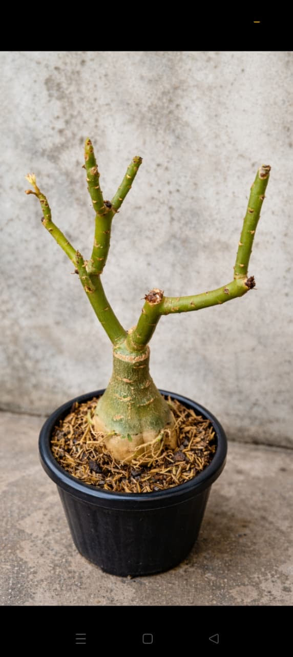 Grafted Plant 02 - ORRA