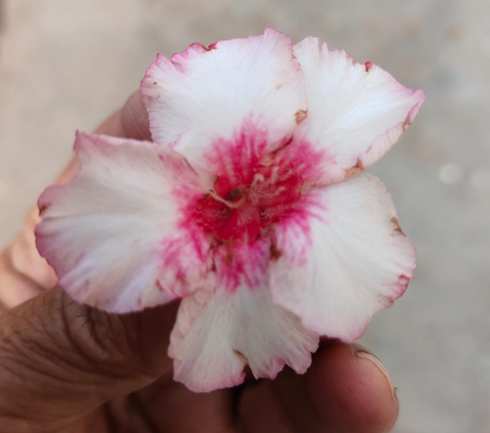 Grafted Plant 02 - ORRA