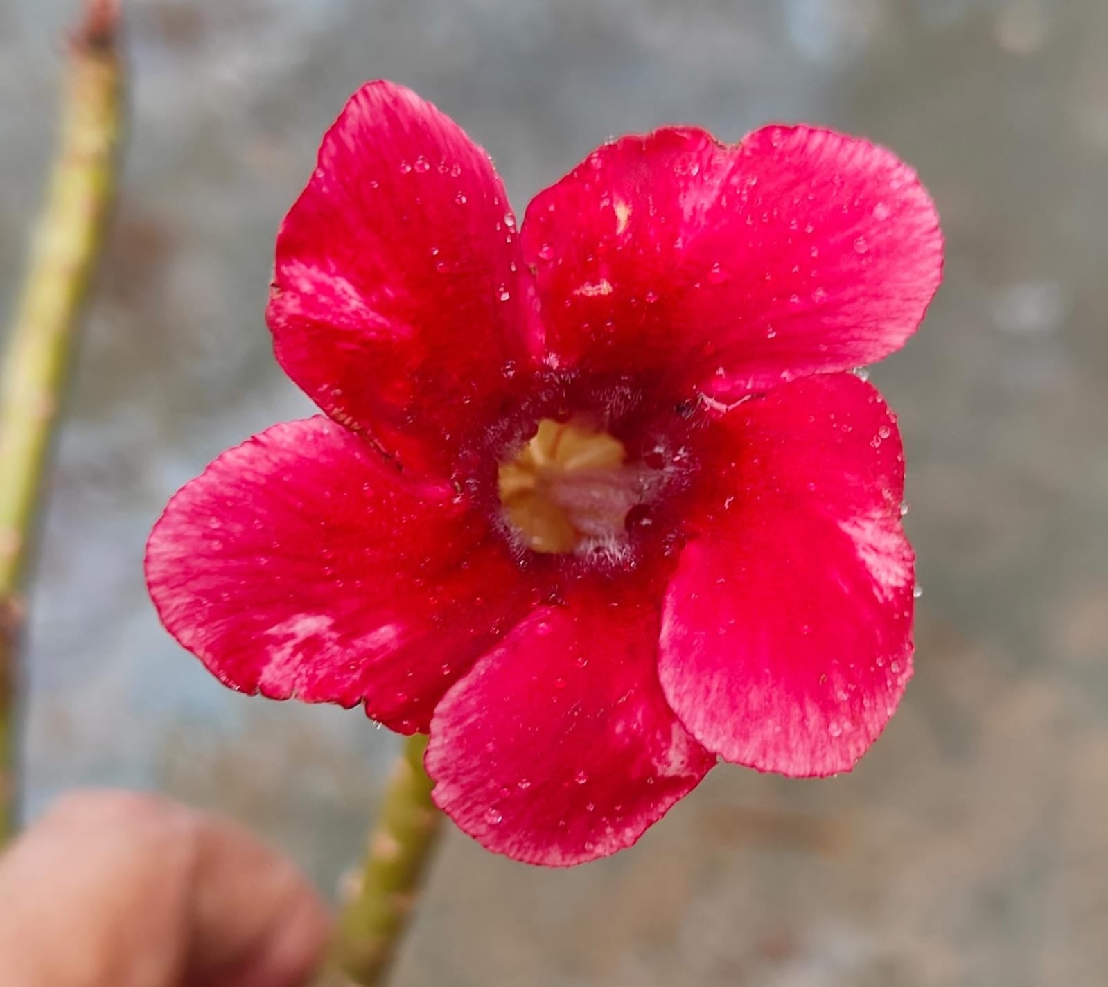 Grafted Plant 03 - ORRA