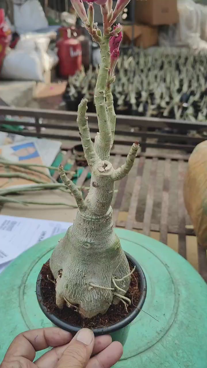 EXPERT GRAFTED - ORRA